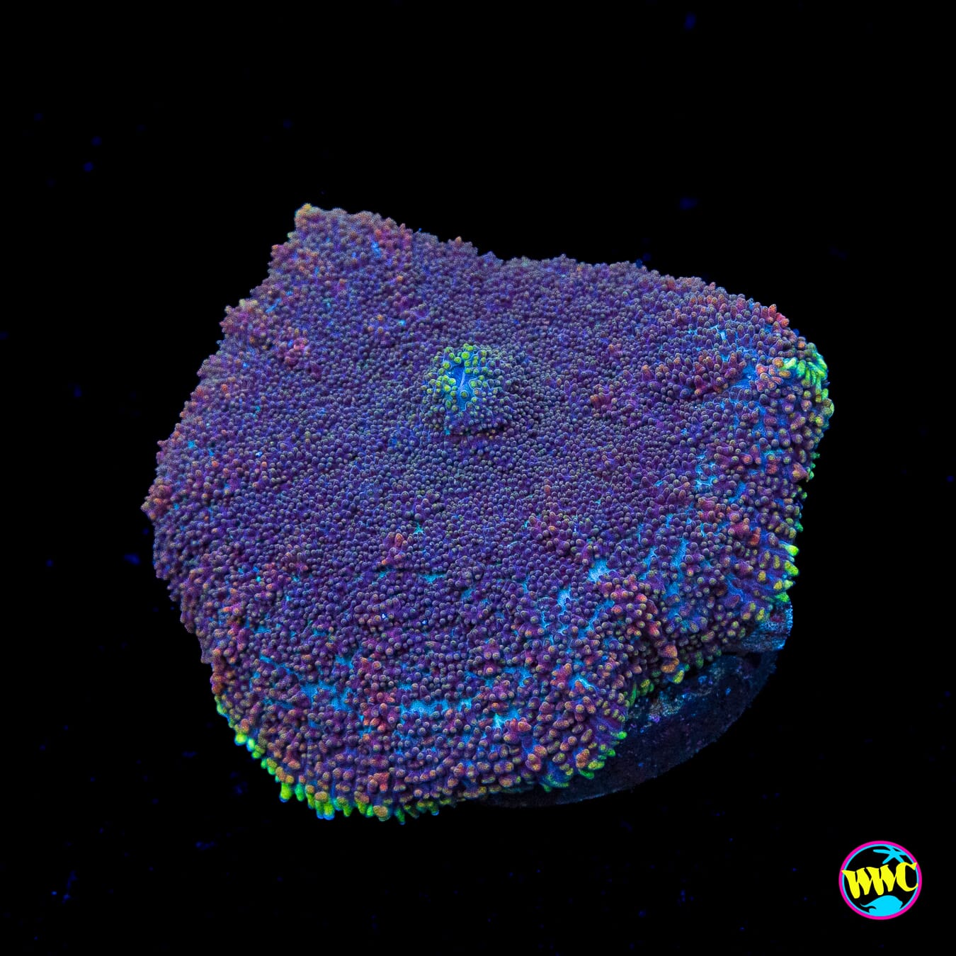 Purple Haze Rhodactis Mushroom