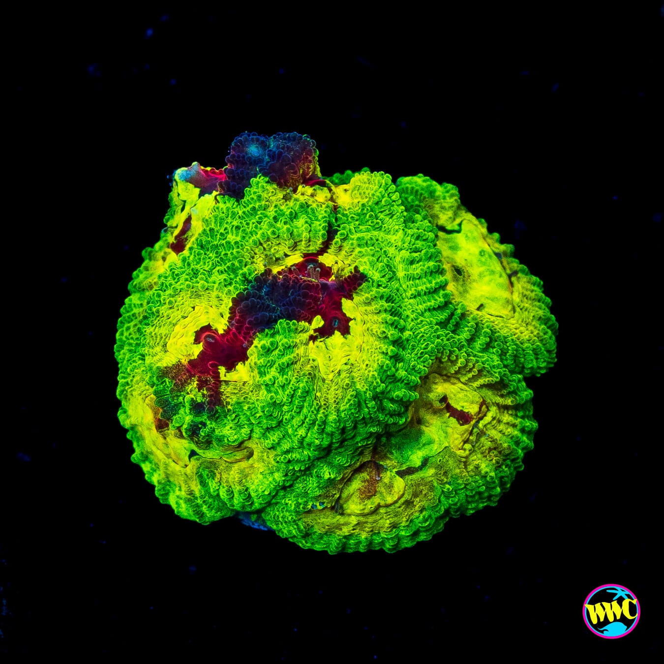 WWC Acid Venom Favia