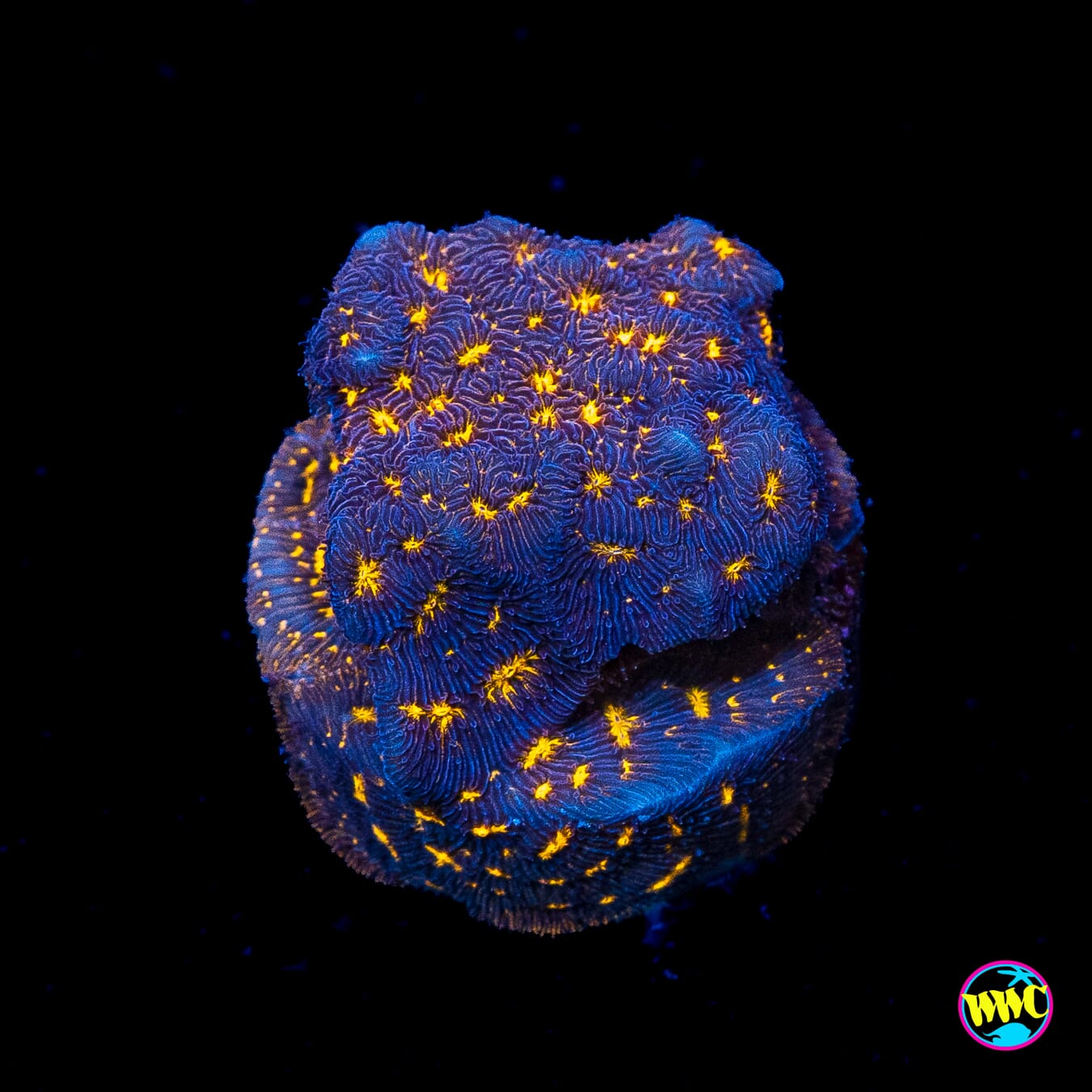 WWC Gold Nugget Leptoseris