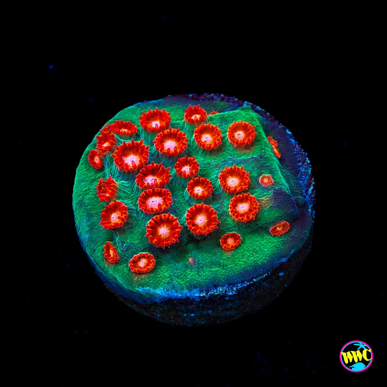 WWC Jingle Bells Cyphastrea