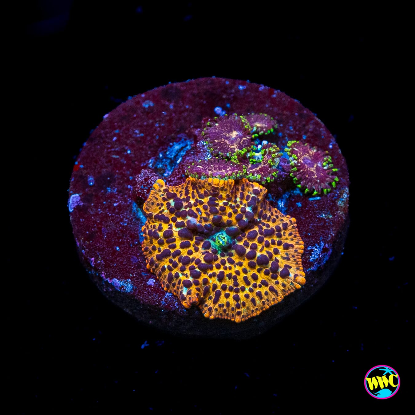 Tiger Eye Disco Mushroom and Combo Zoanthid