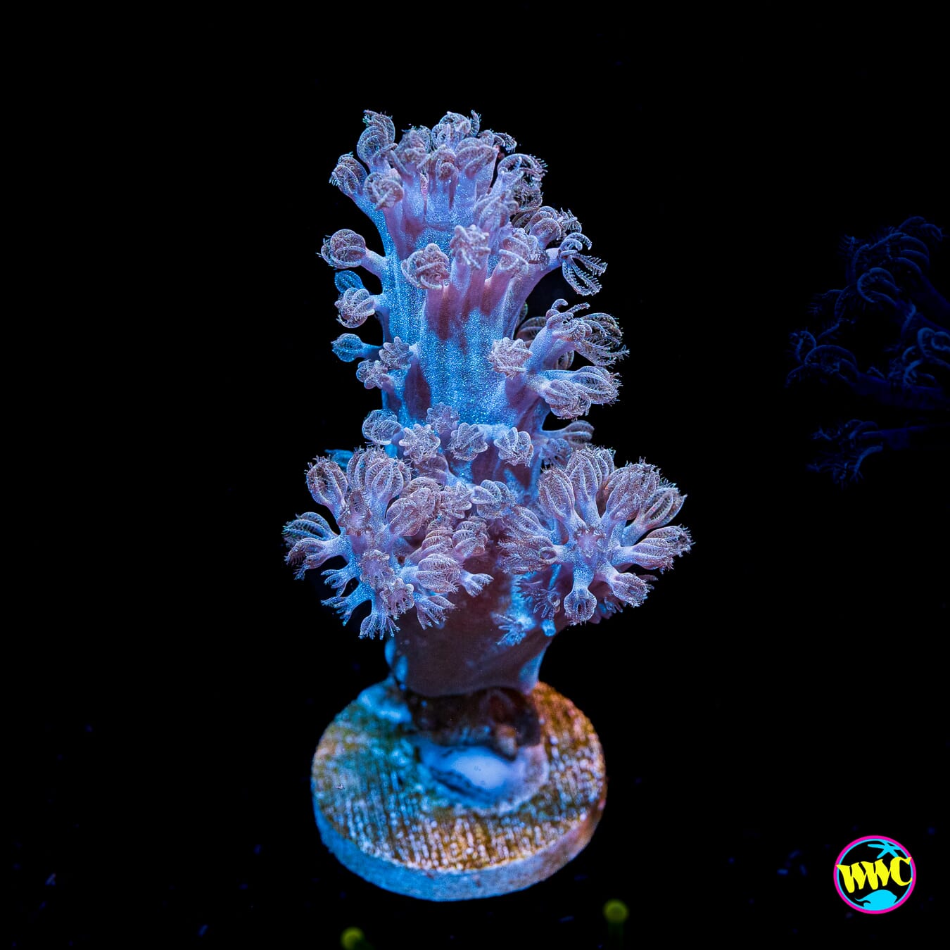 WWC Rainbow Sprinkles Cespitularia