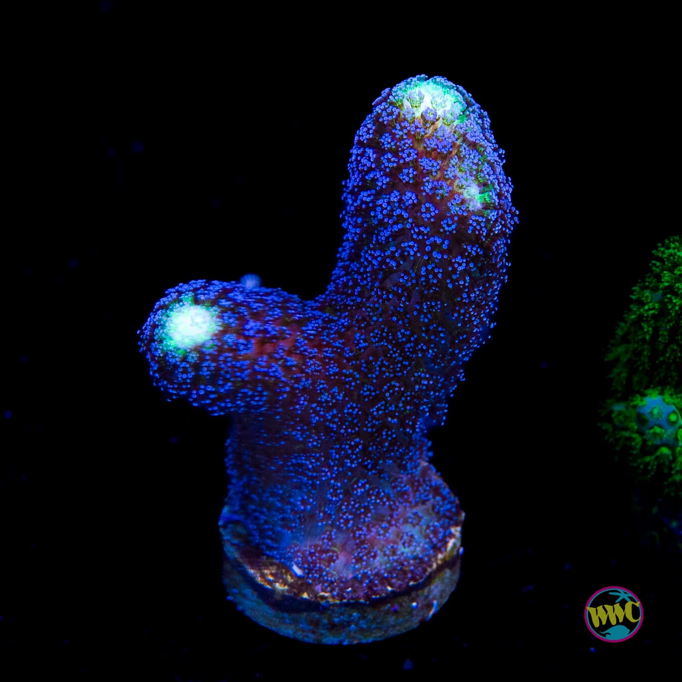 WWC Blue Stylophora