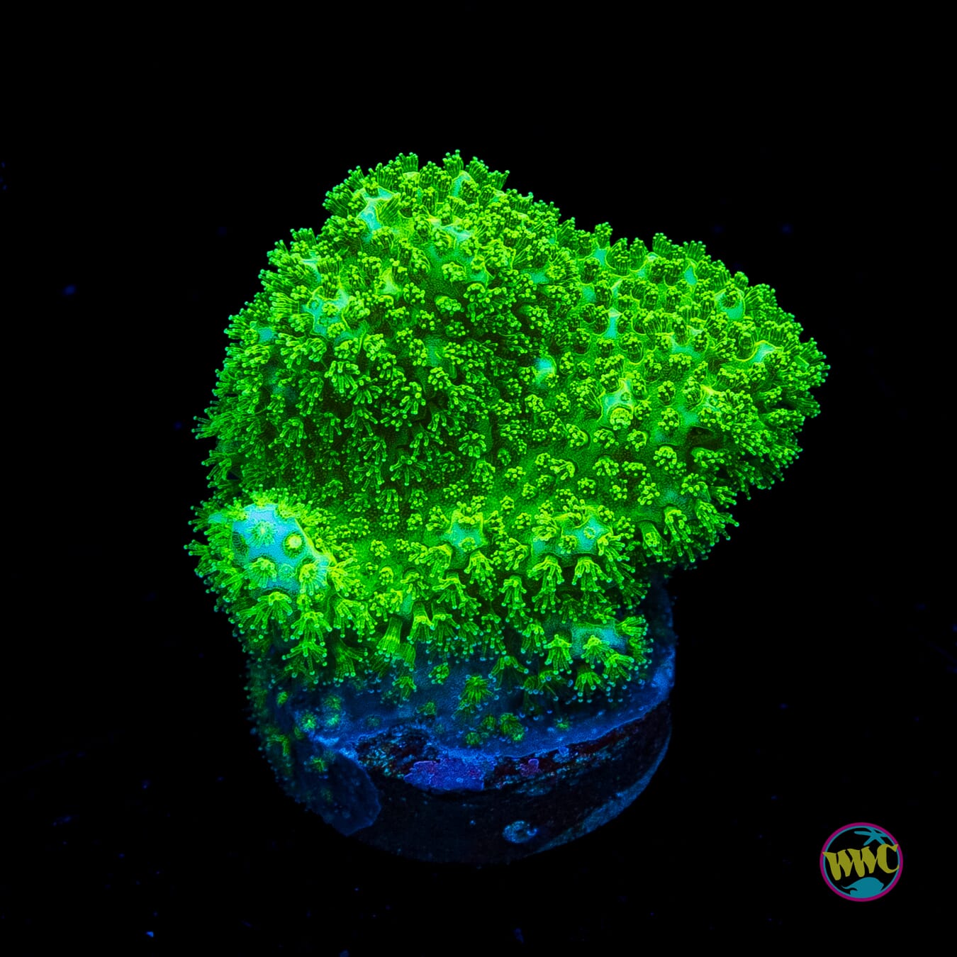 WWC Green Goblin Stylophora