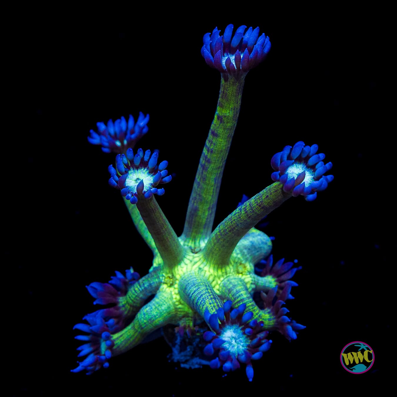 Shadow Goniopora
