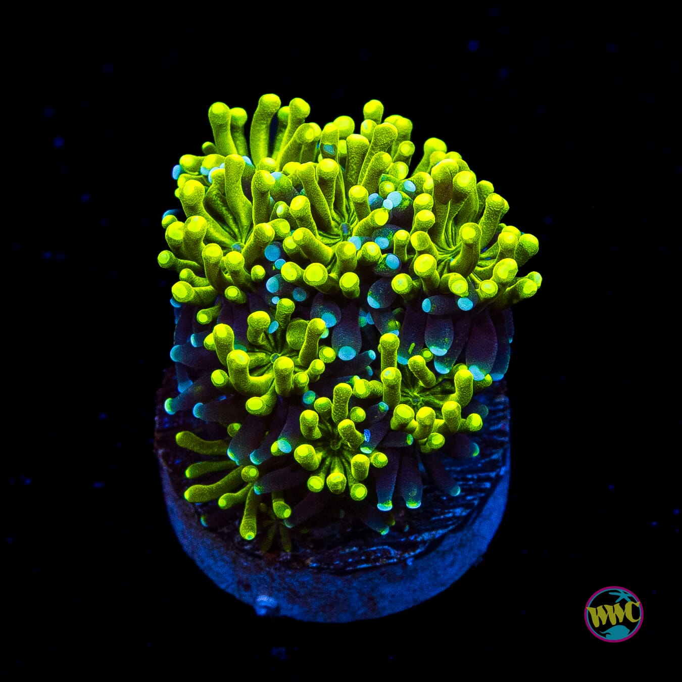 WWC Lemonade Galaxea