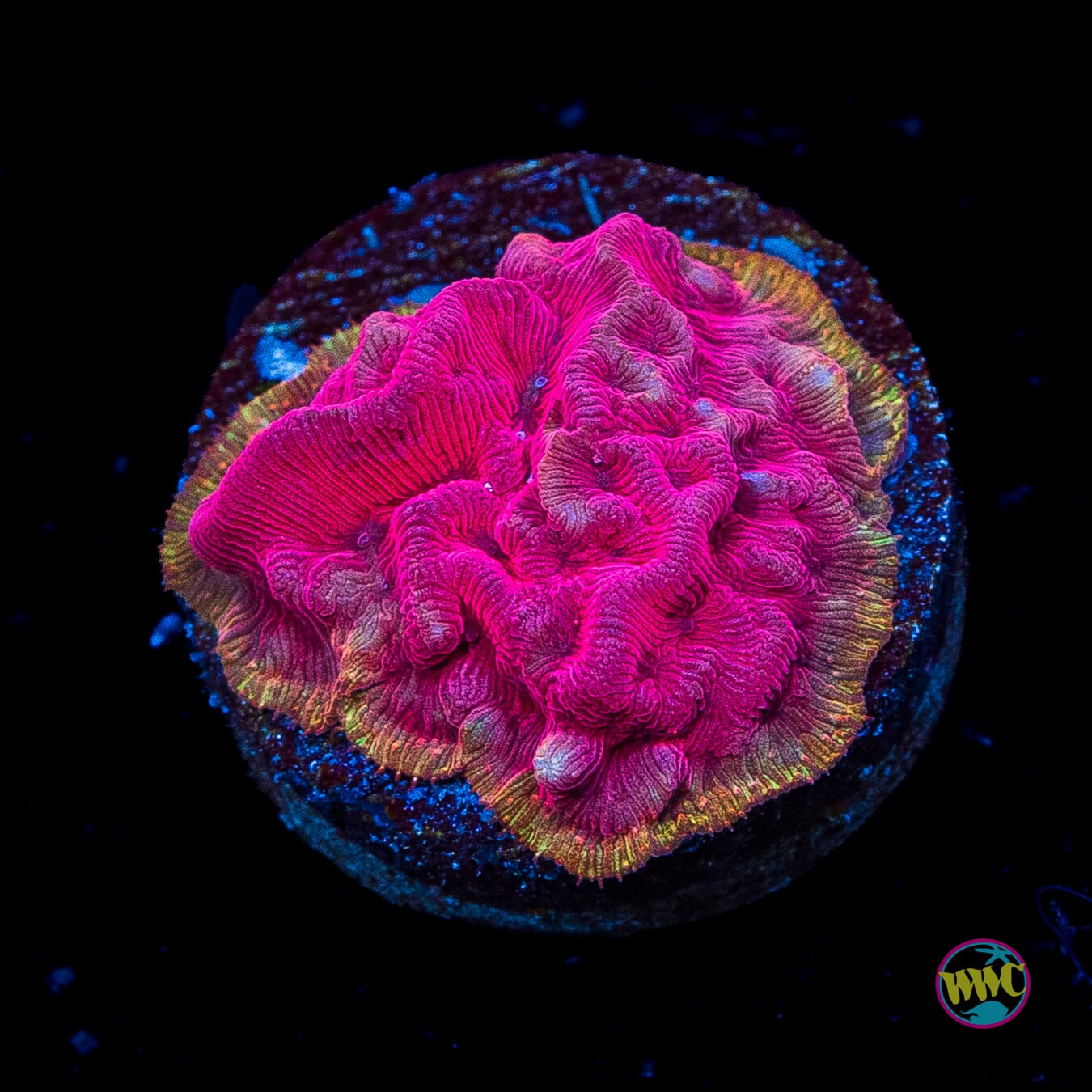 WWC Flamingo Leptoseris