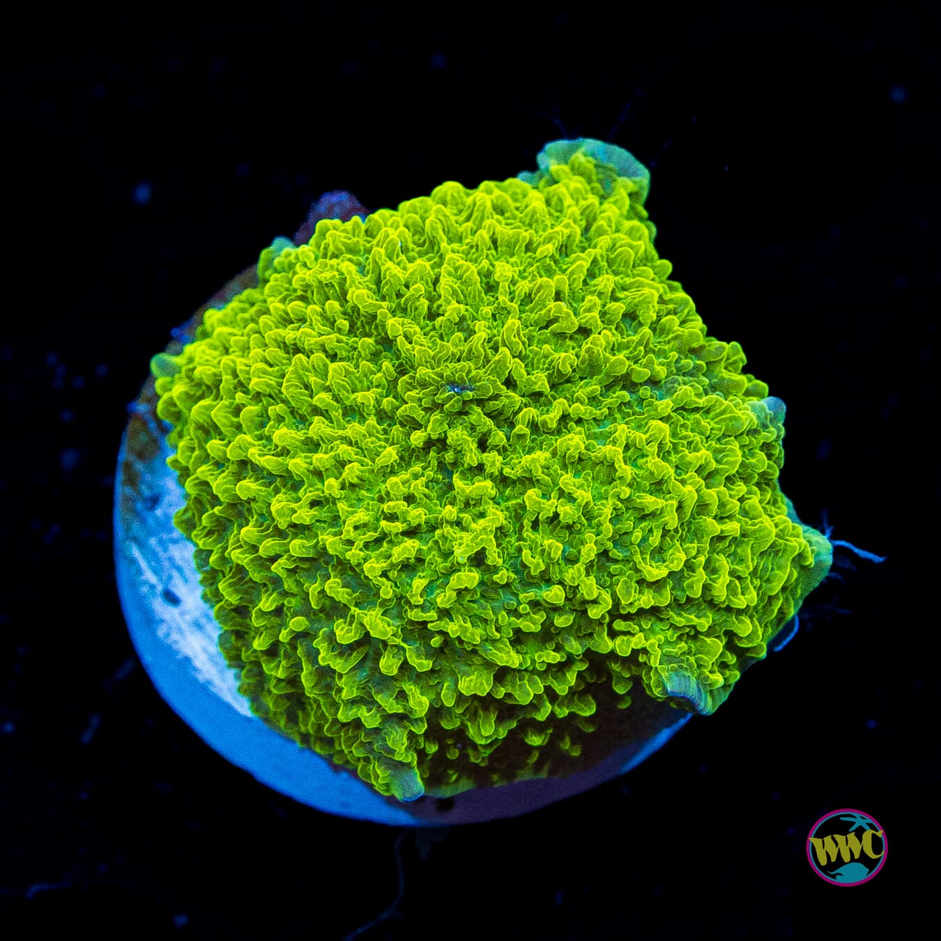 Lemon Lime Elephant Ear Mushroom