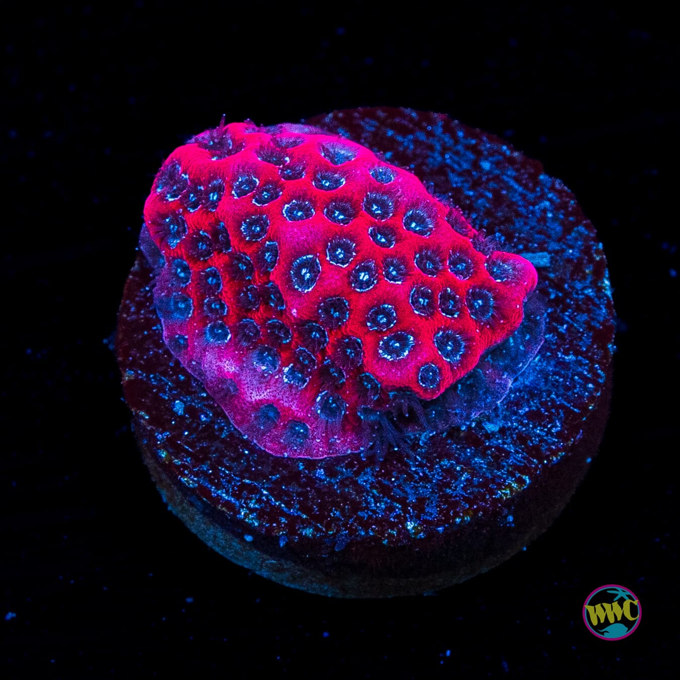 Darth Maul Porites
