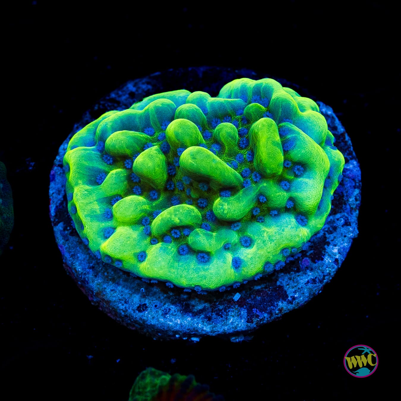 Apple Berry Montipora