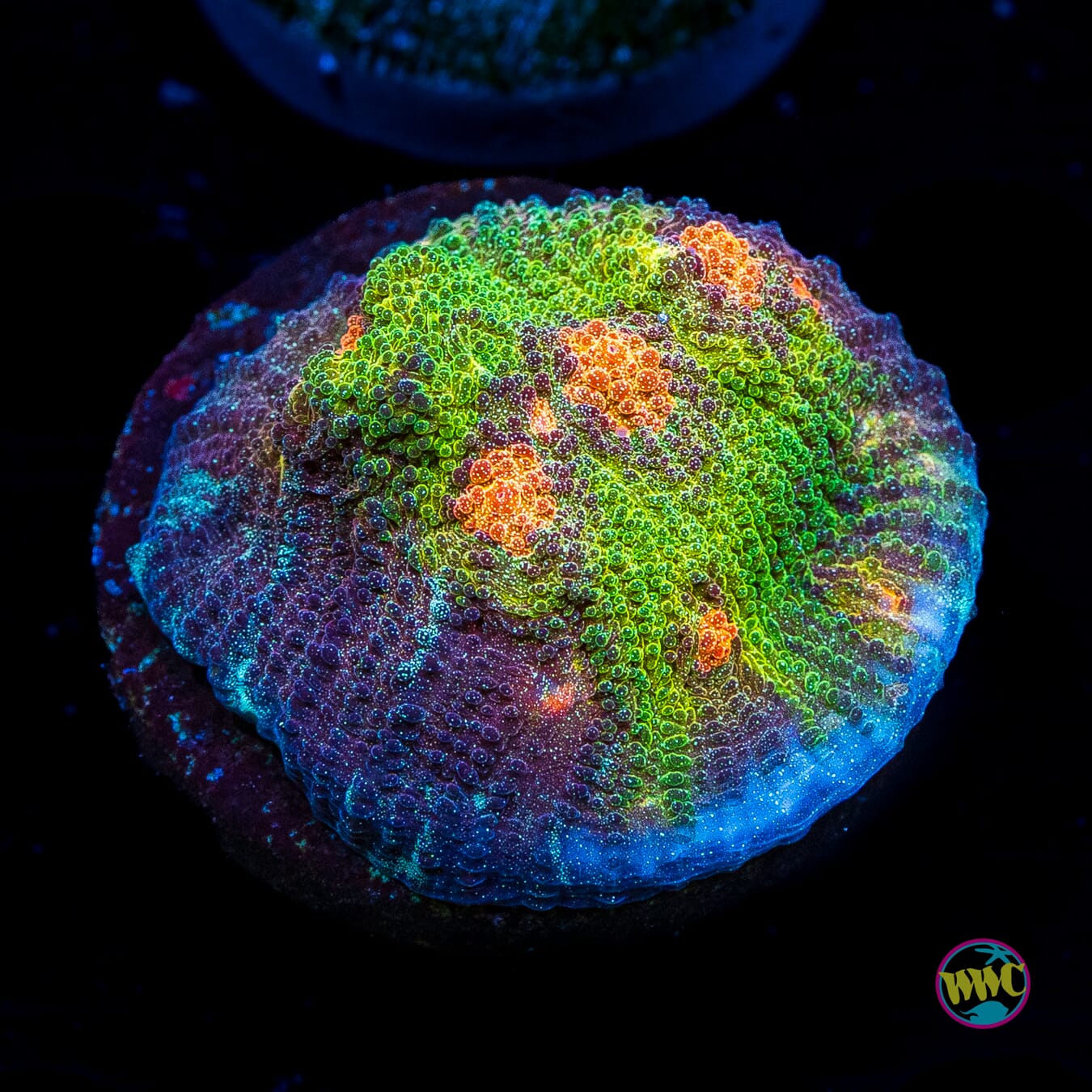 Earthen Crust Chalice