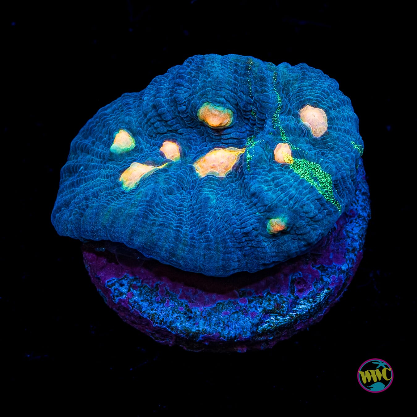 WWC Outer Orbit Chalice
