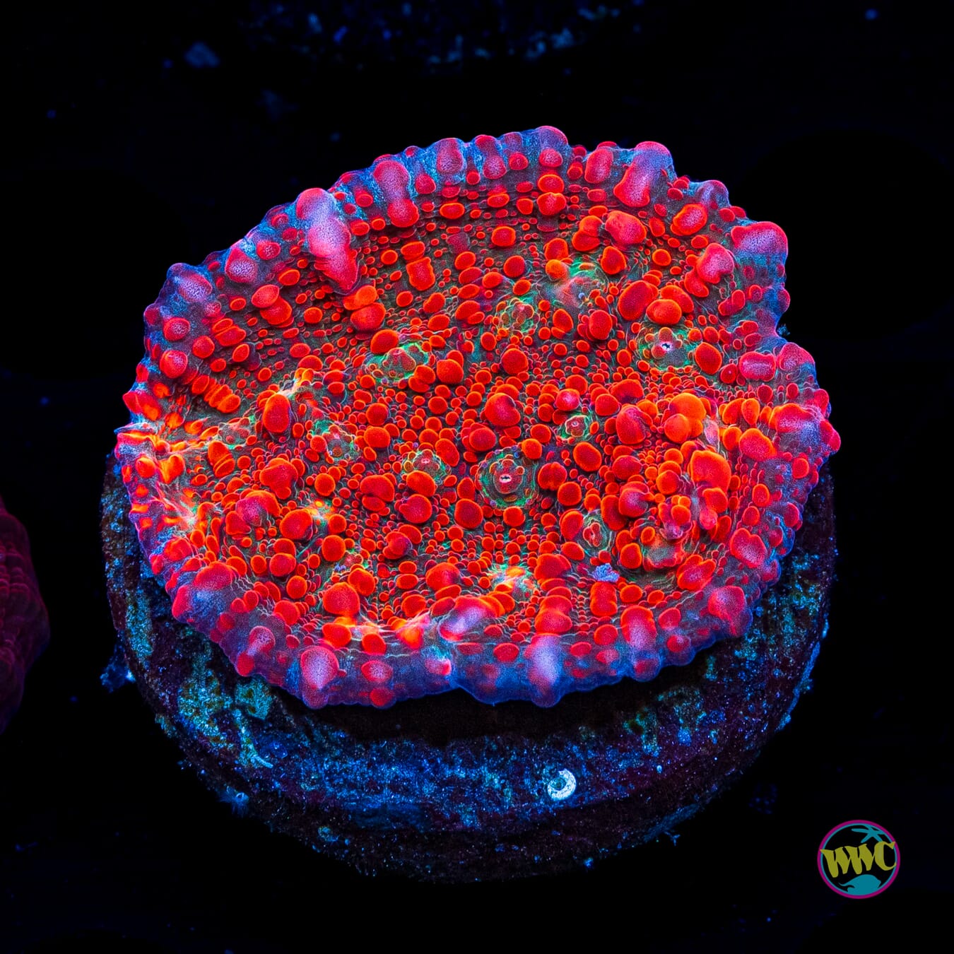 WWC Cherry Garcia Chalice
