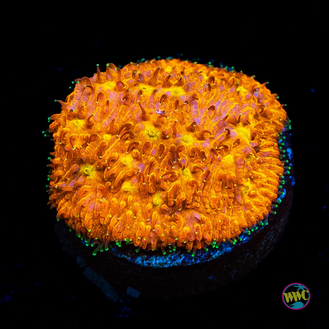 WWC C3PO Lithophyllon