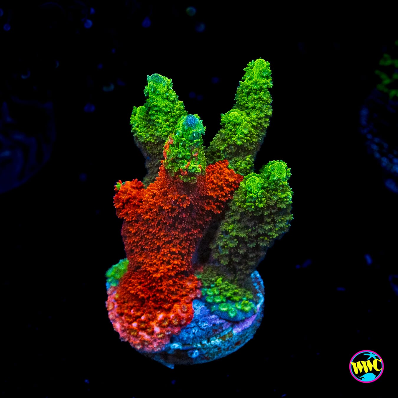 WWC Contraband Grafted Digitata Montipora
