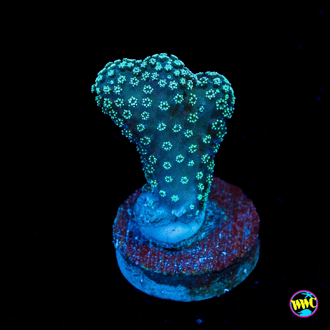 Tyree Rainbow Stylophora