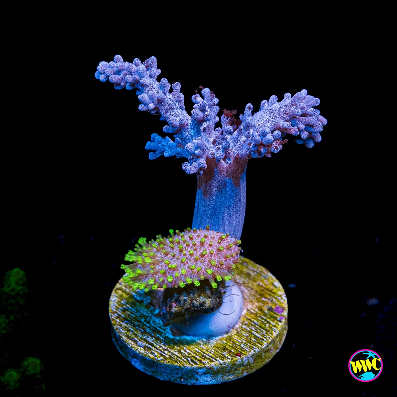Combo Kenya Tree and Neon Toadstool Leather