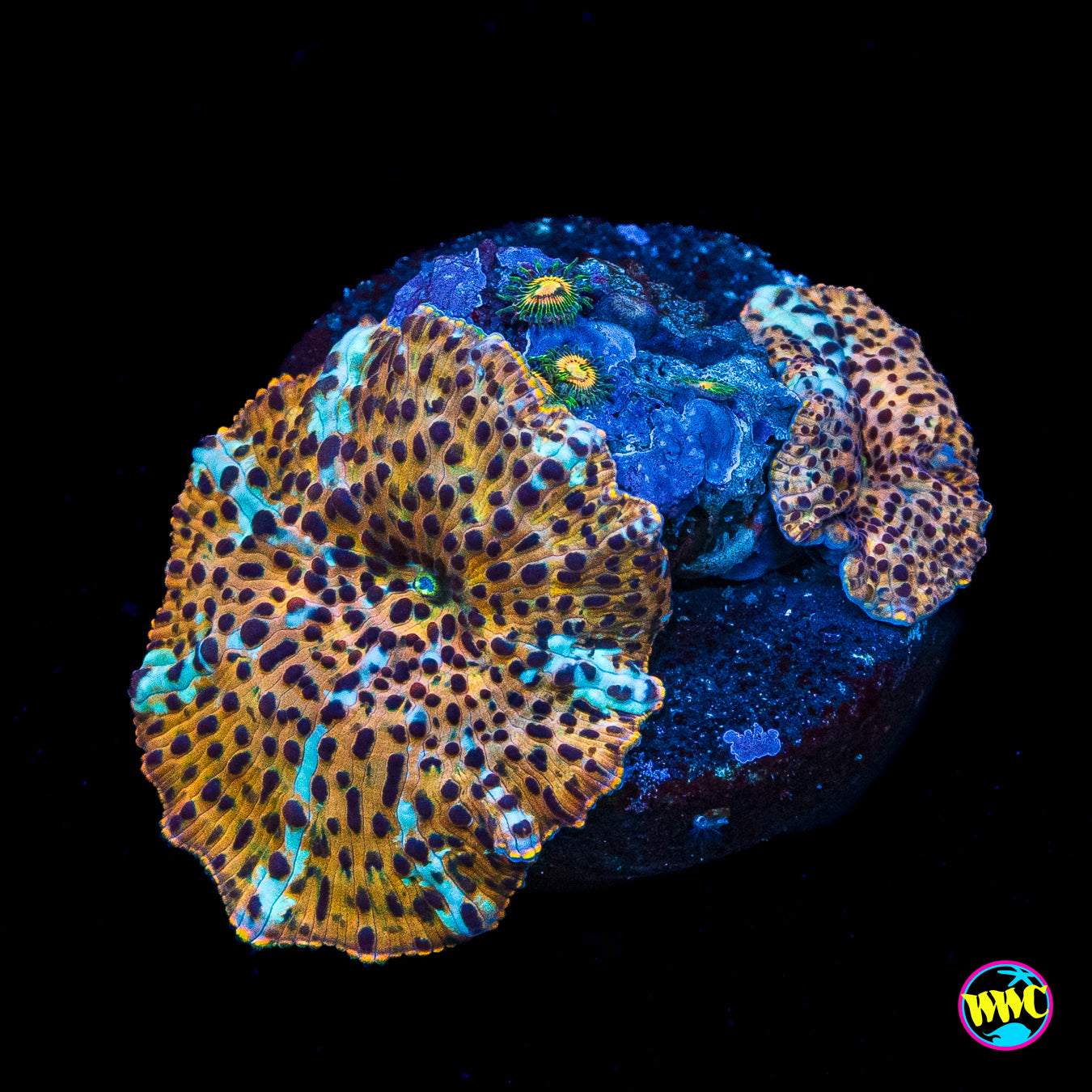 Tiger Eye Disco Mushroom