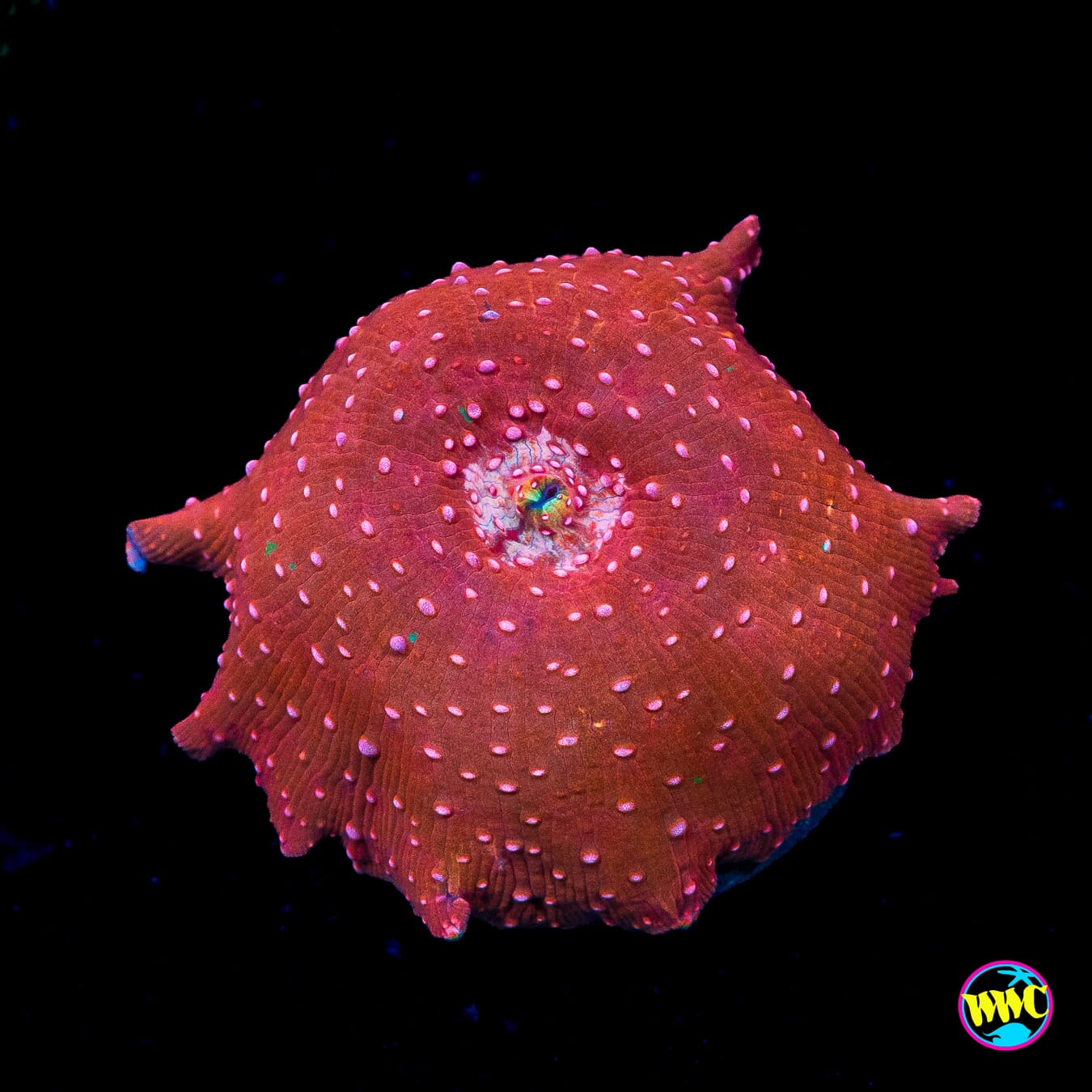 Ladybug Disco Mushroom