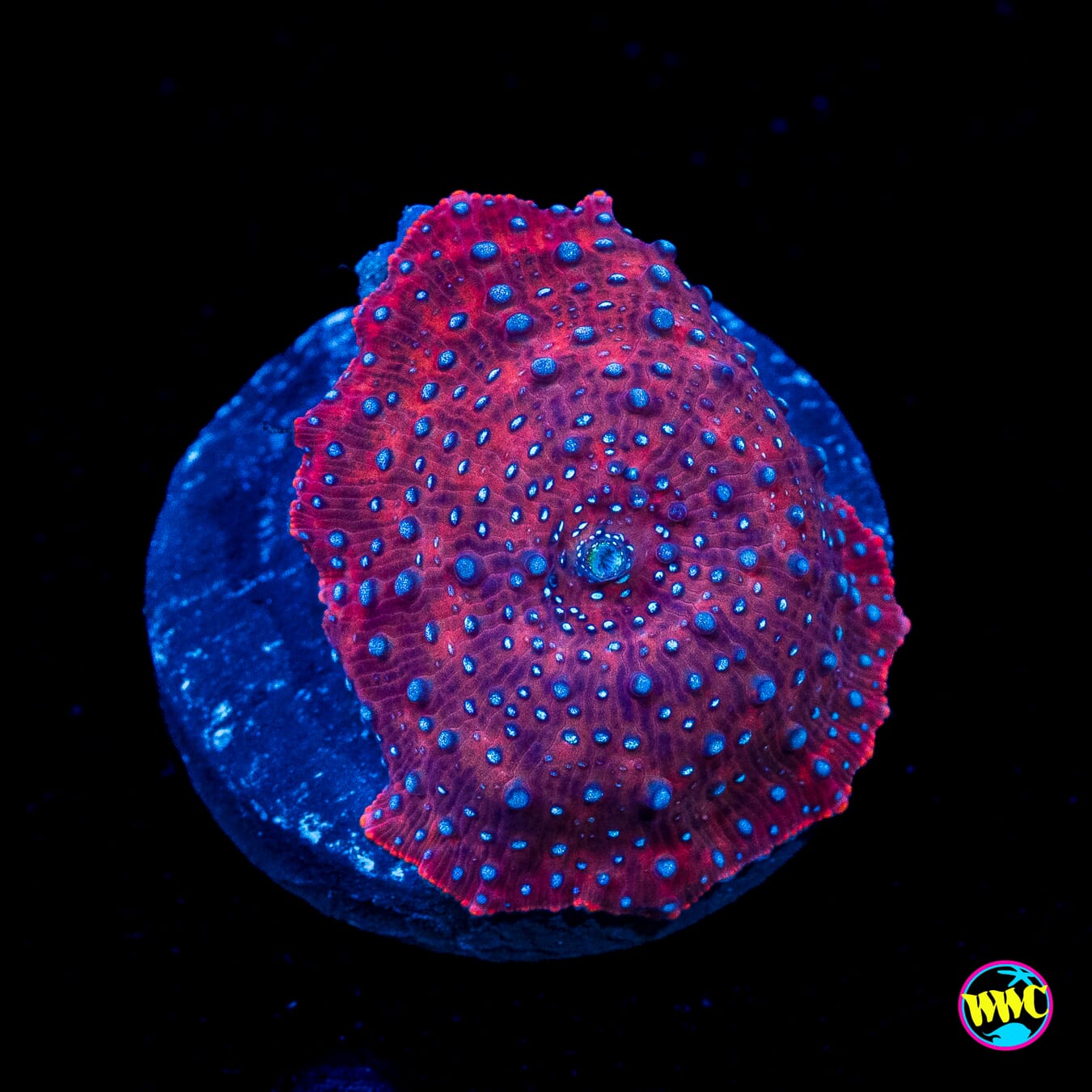 Raspberry Spritzer Disco Mushroom
