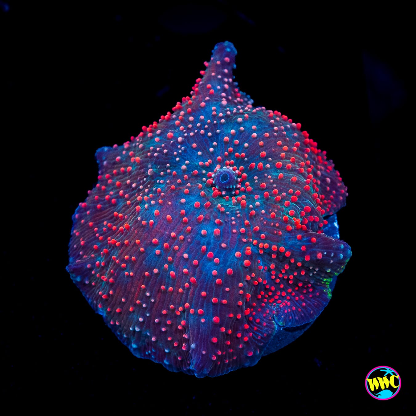 Nebula Disco Mushroom