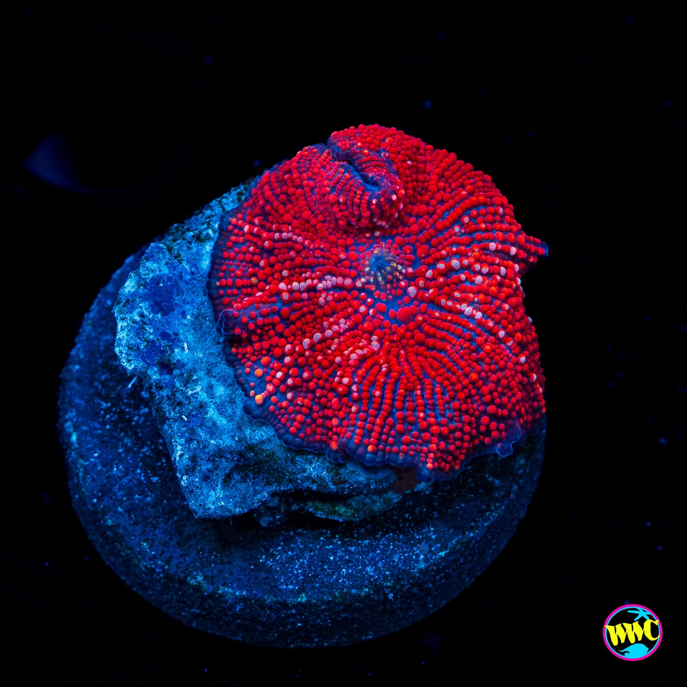 Demon Zebra Disco Mushroom