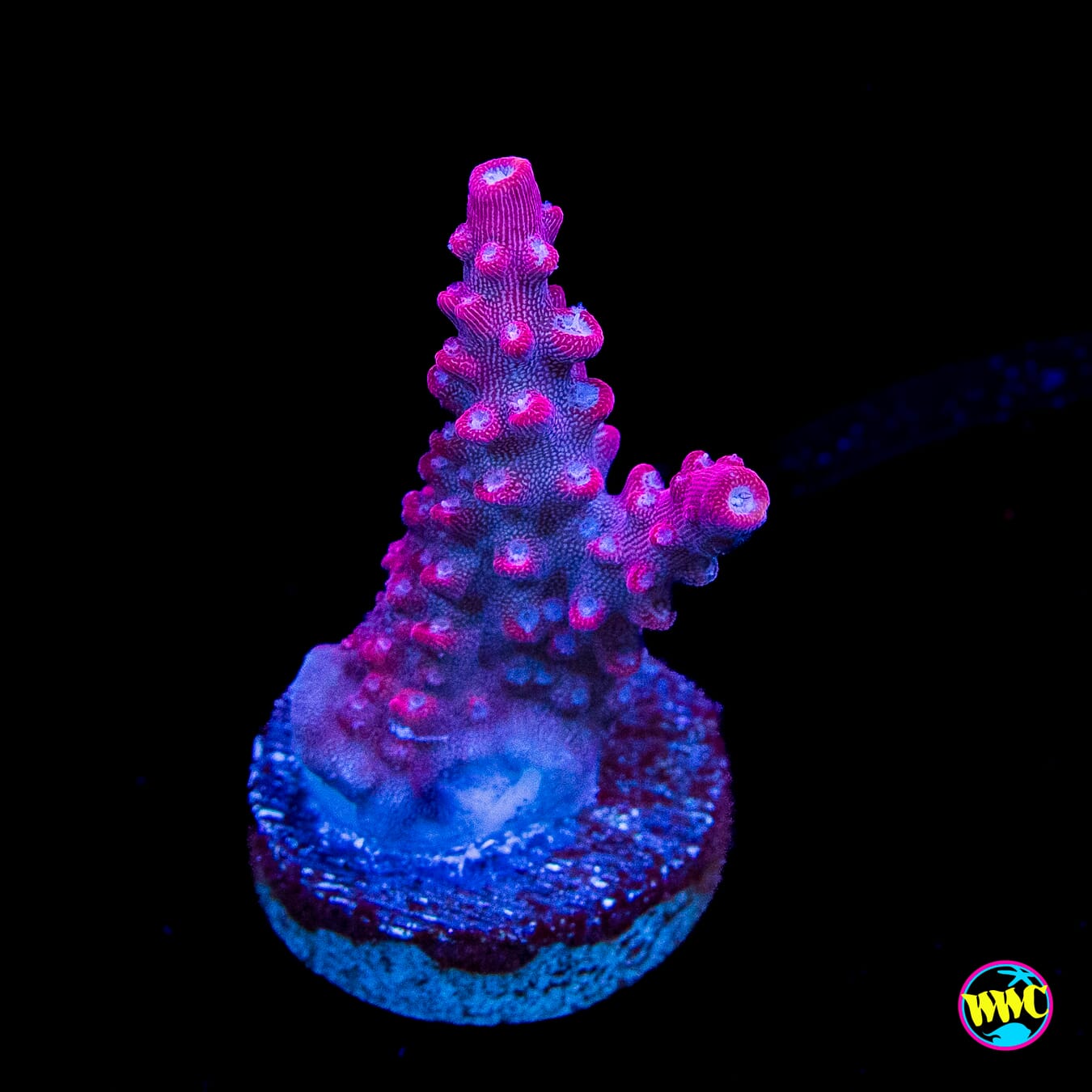 Jason Fox B33 Bomber Acropora