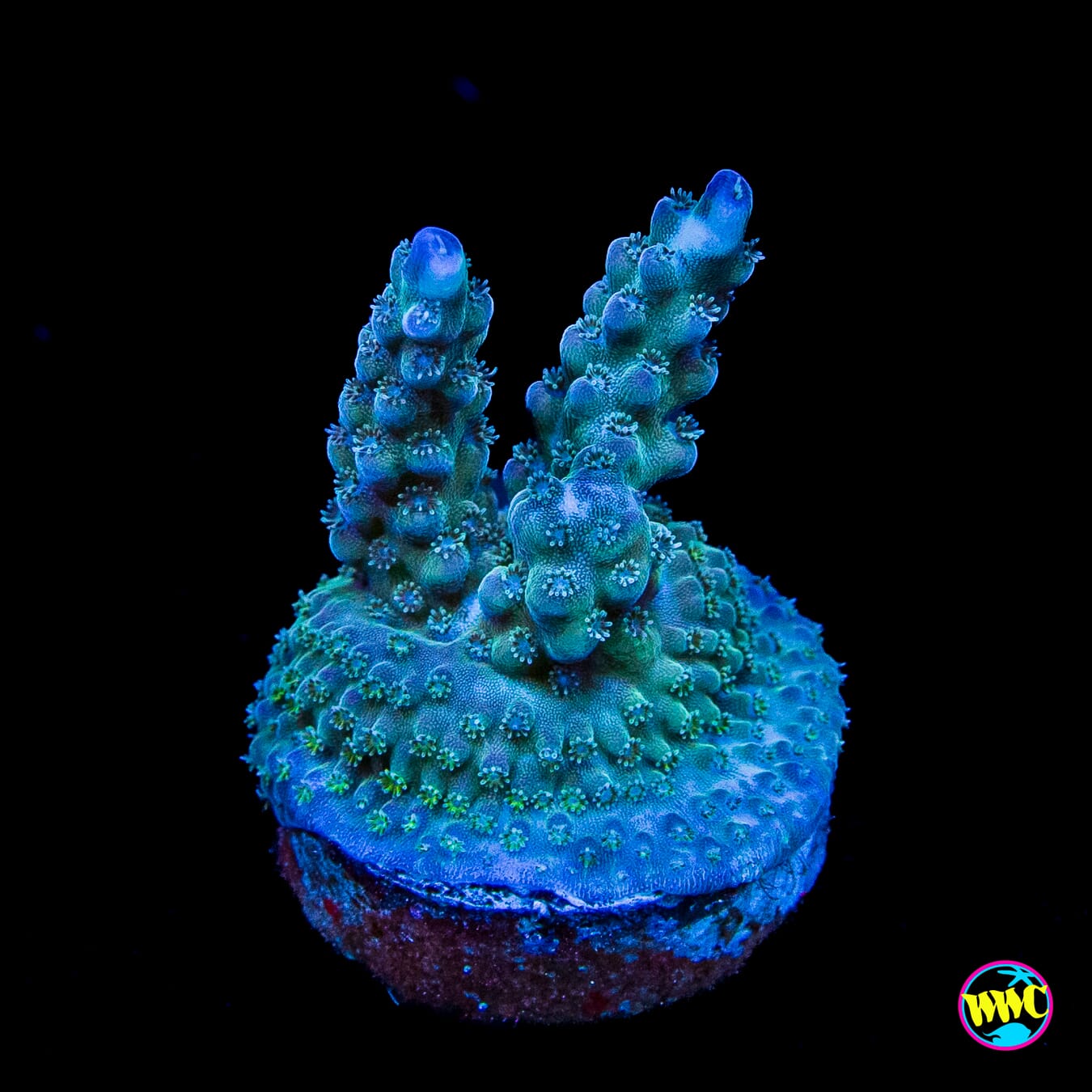 WWC Green Lightning Stag Acropora