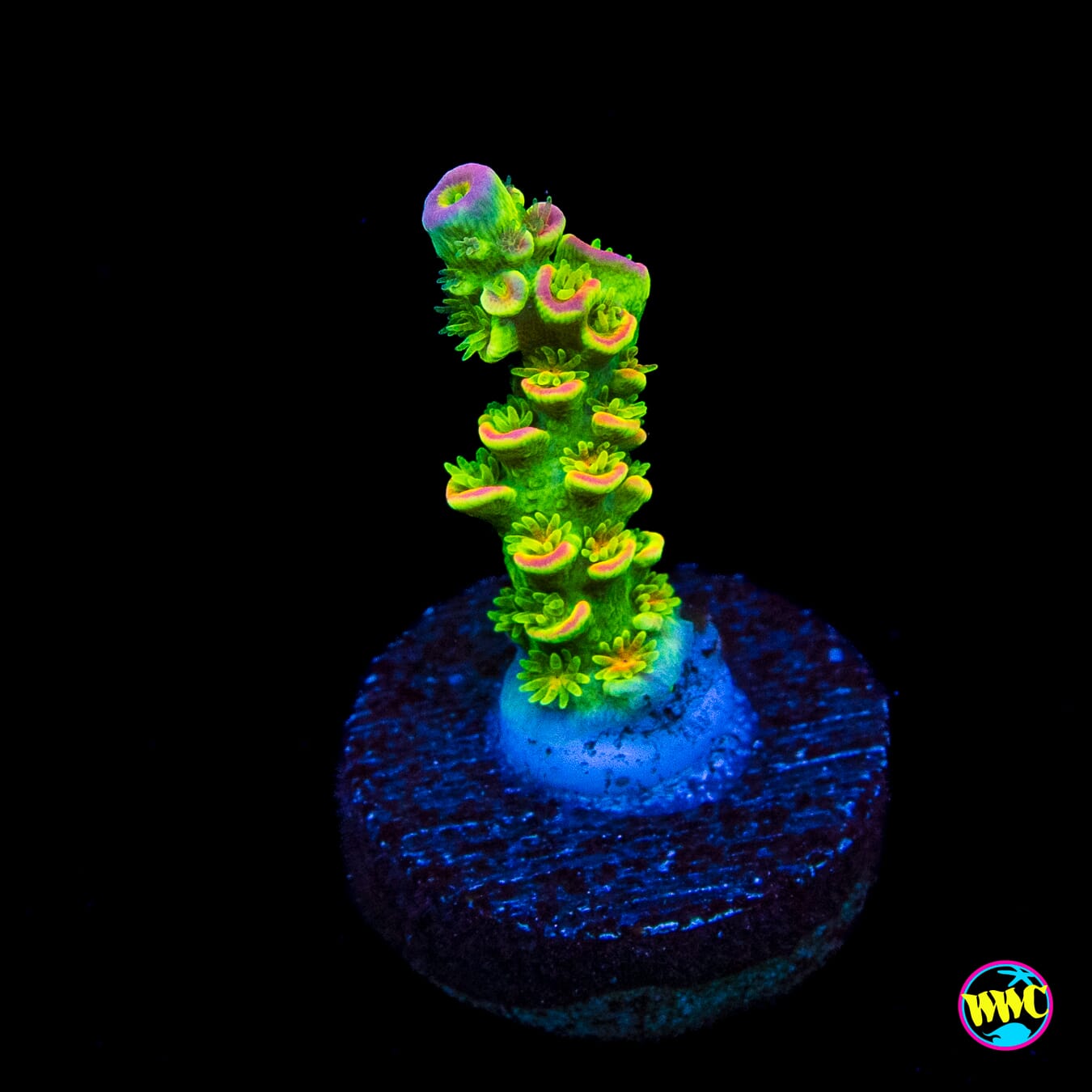 WWC Cash Me Outside Tenuis Acropora