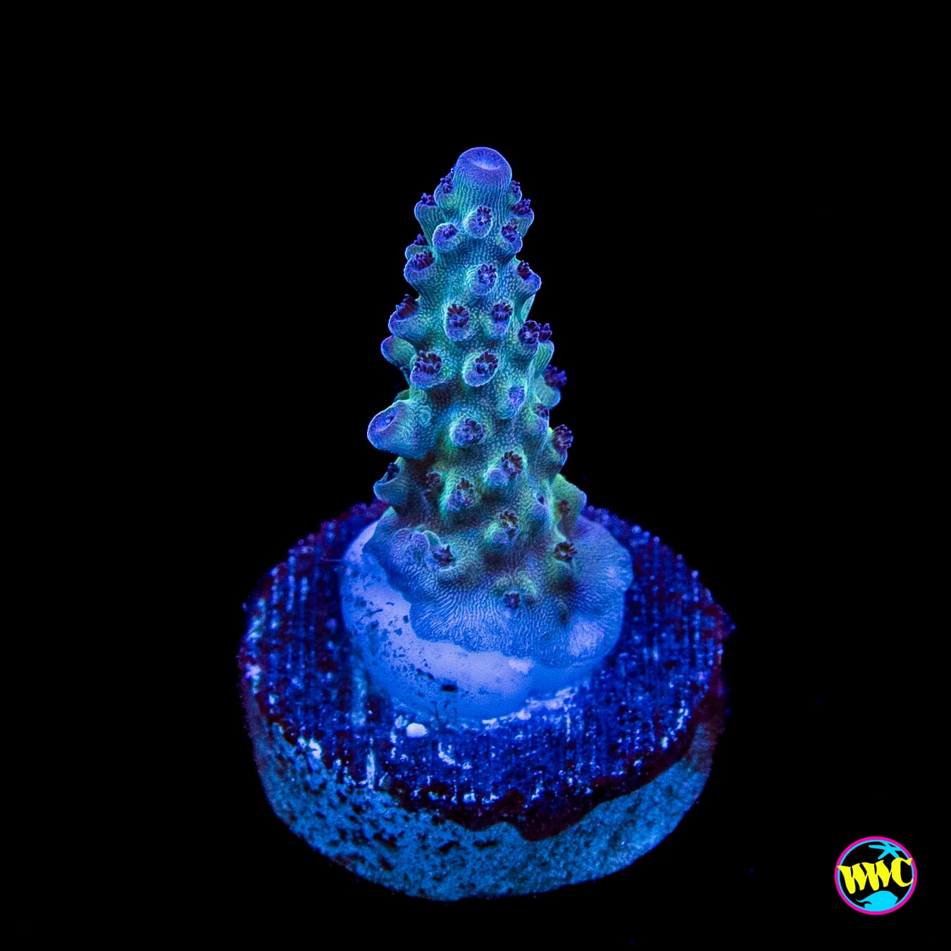 Gonzo Blueberry Diesel Acropora