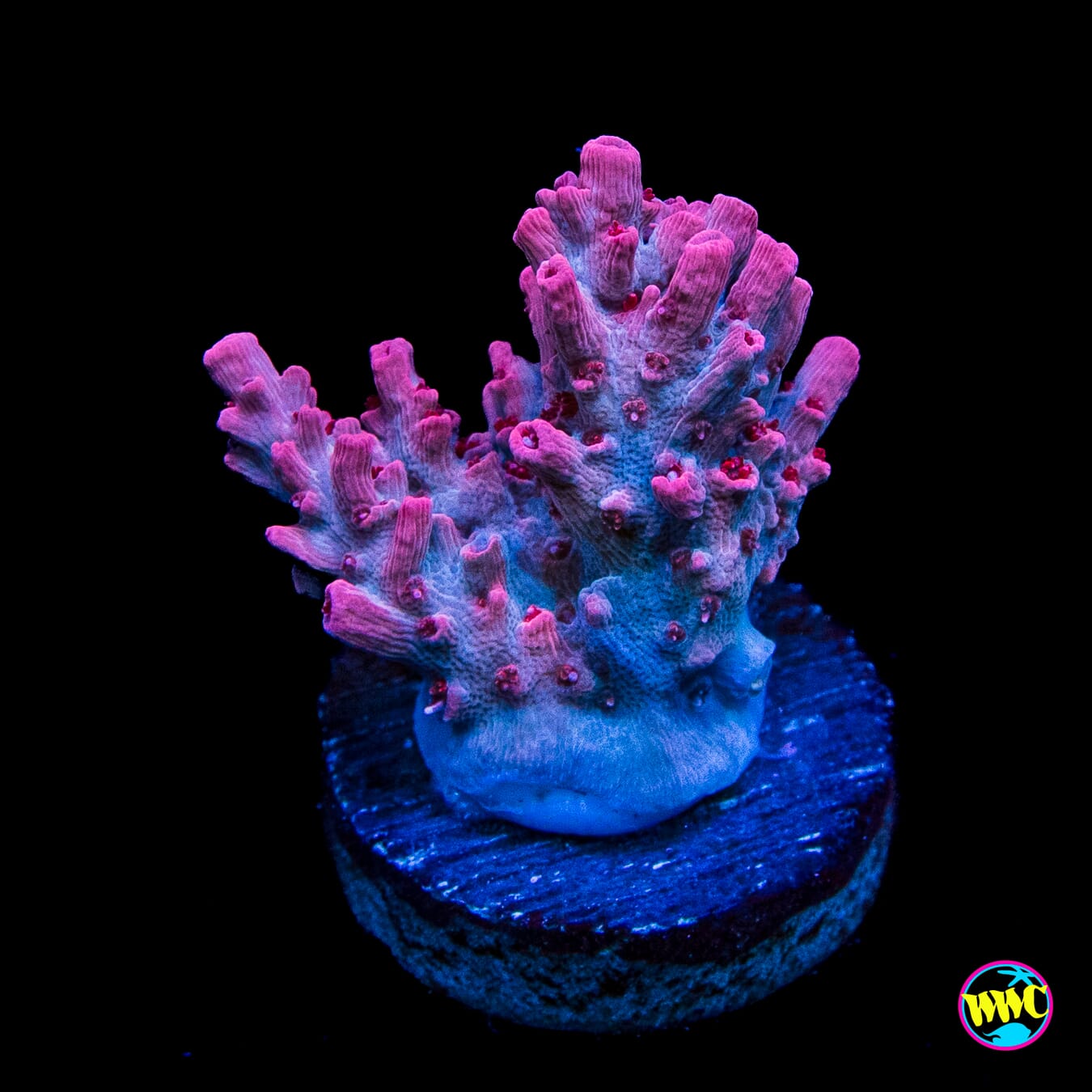 WWC French Tickler Acropora