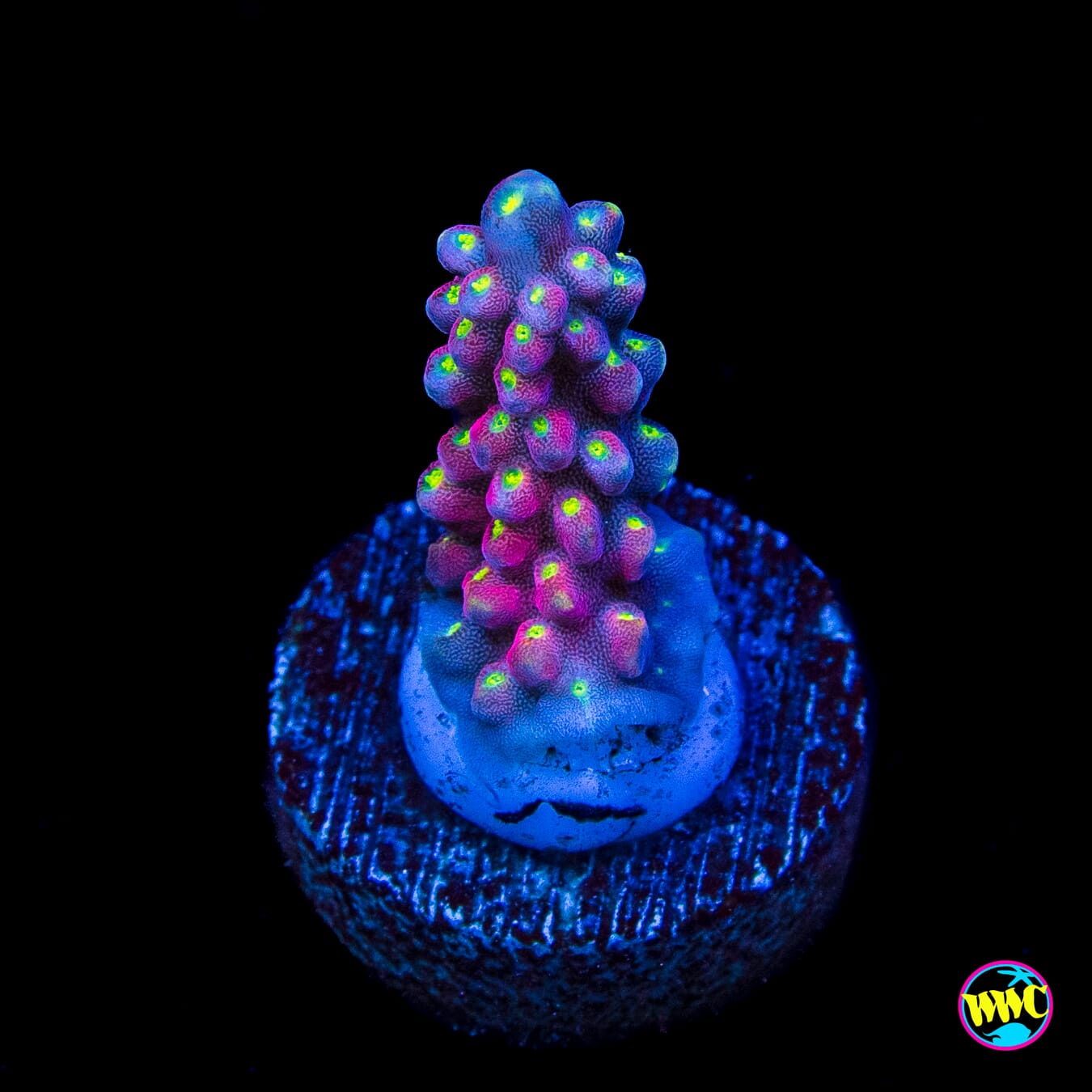 RR Firecracker Acropora