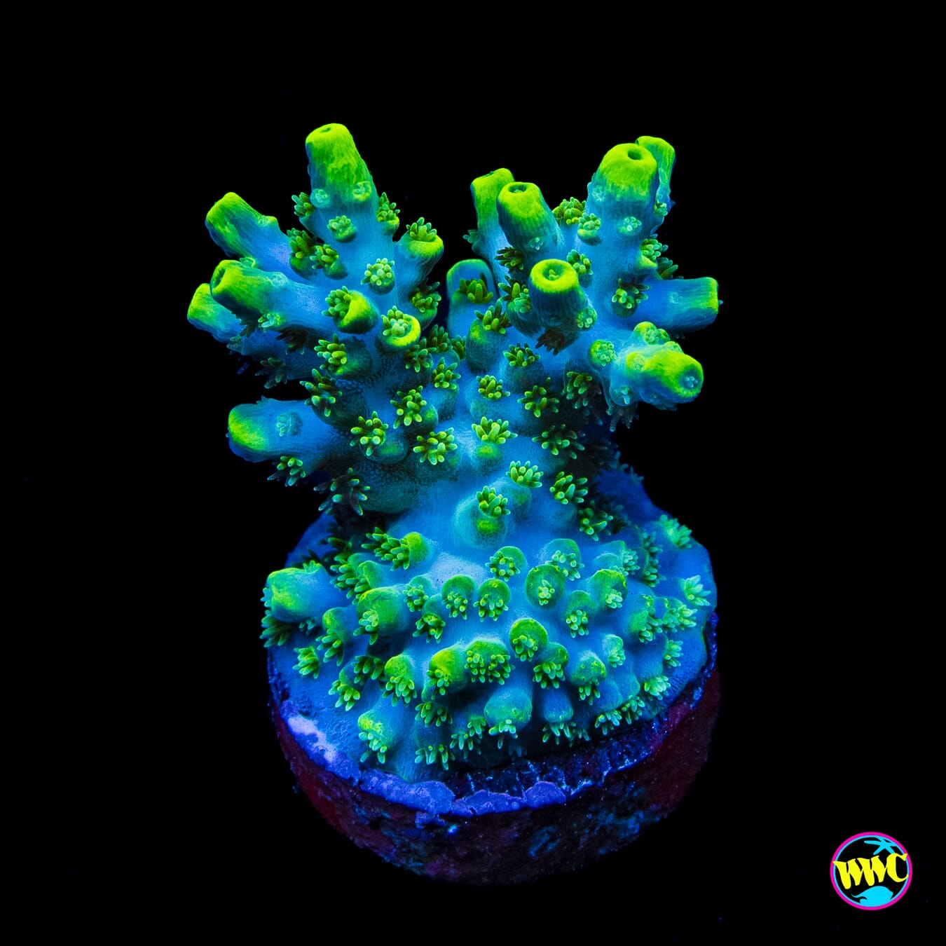 WWC Shark Attack Acropora