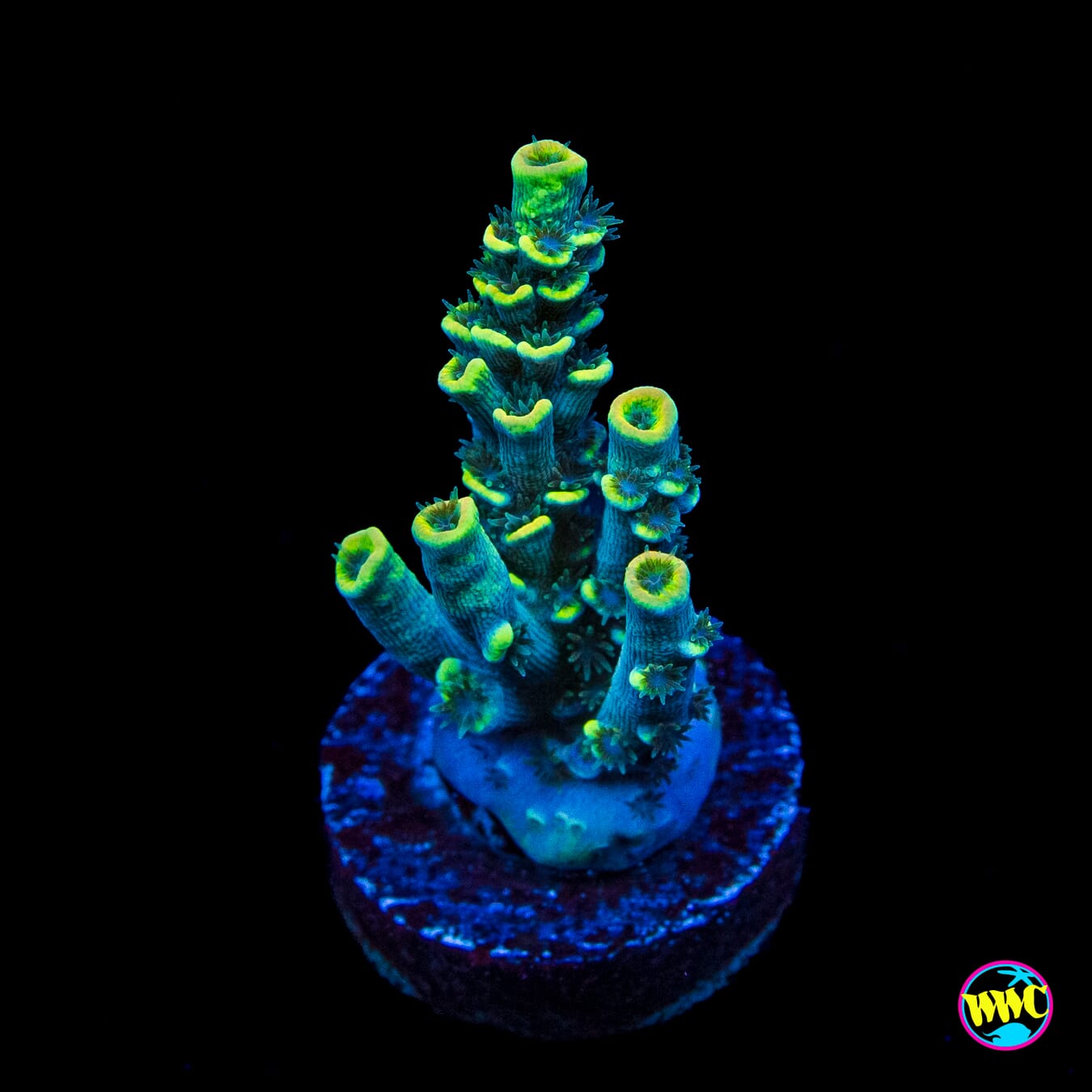 WWC Malibu Surfer Acropora