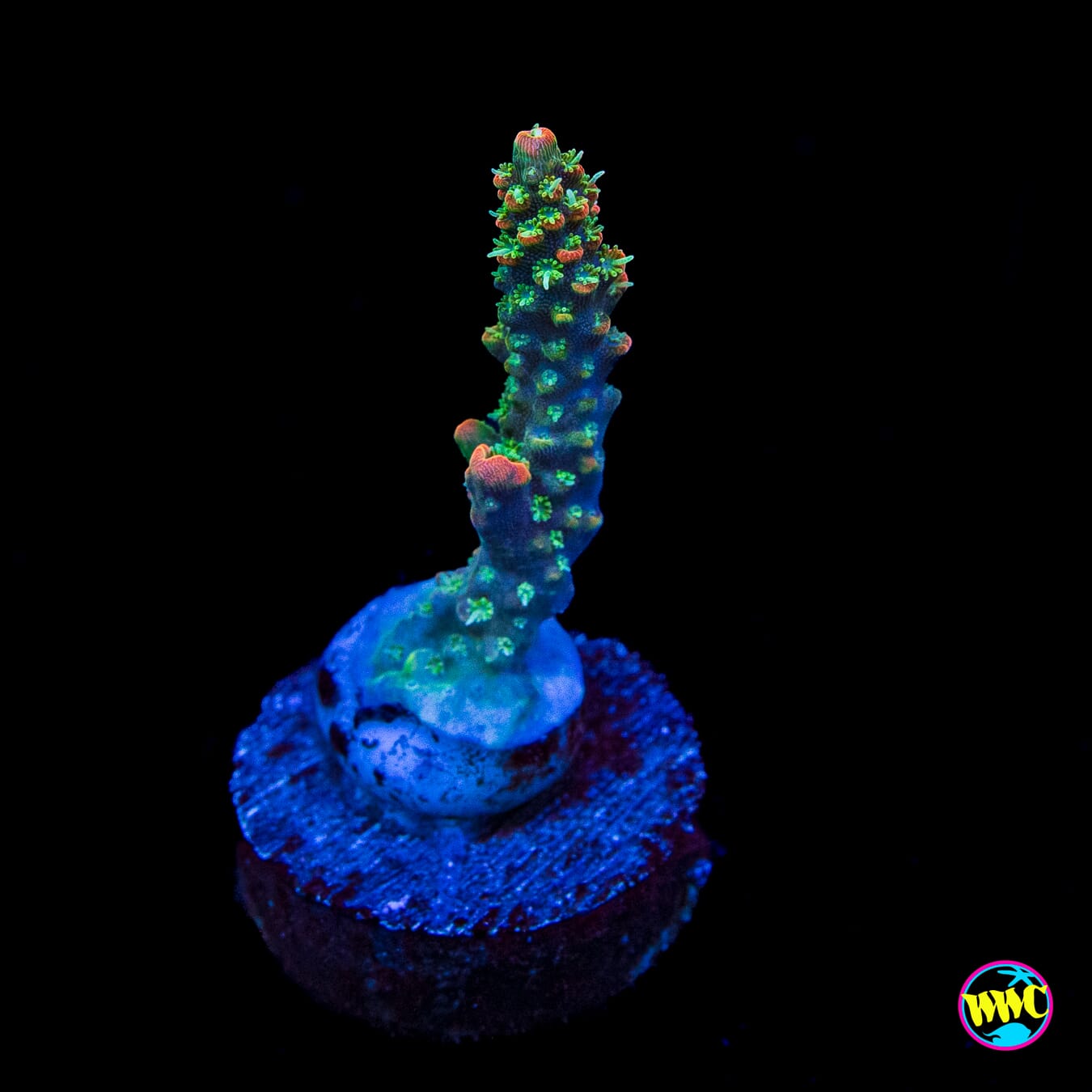 WWC Golden Dragon Acropora
