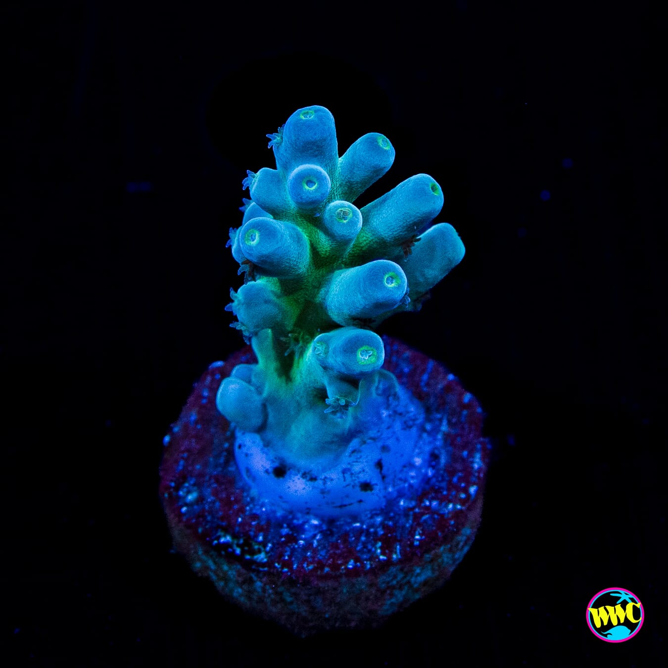 WWC Ice Breaker Acropora