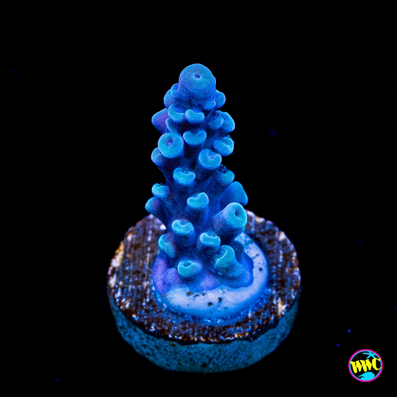 Oregon Tort Acropora