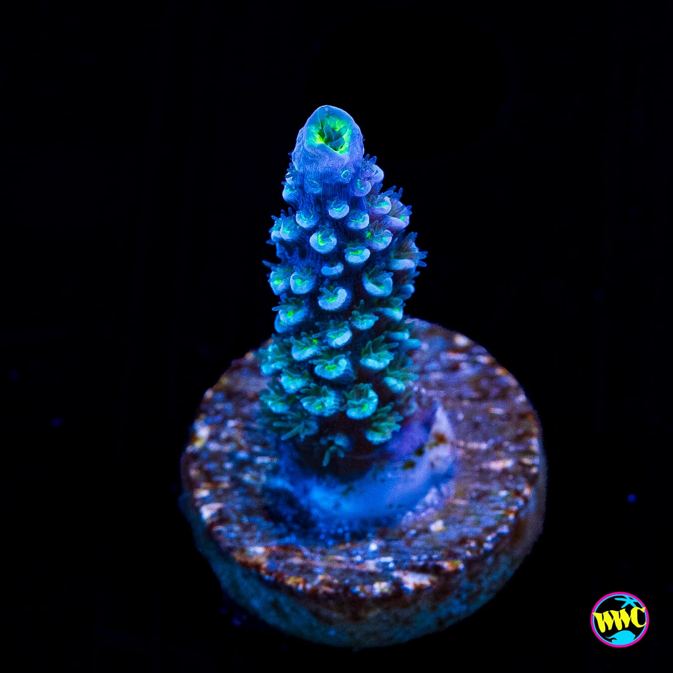 WWC Man on the Moon Hoeksemai Acropora
