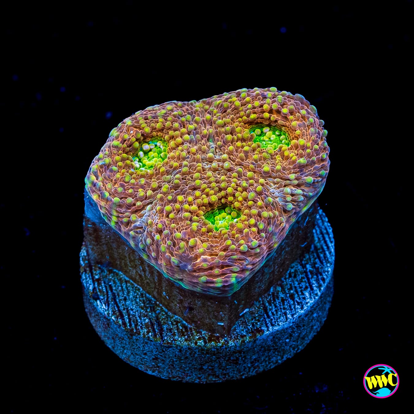 Tangerine Tree Echinata
