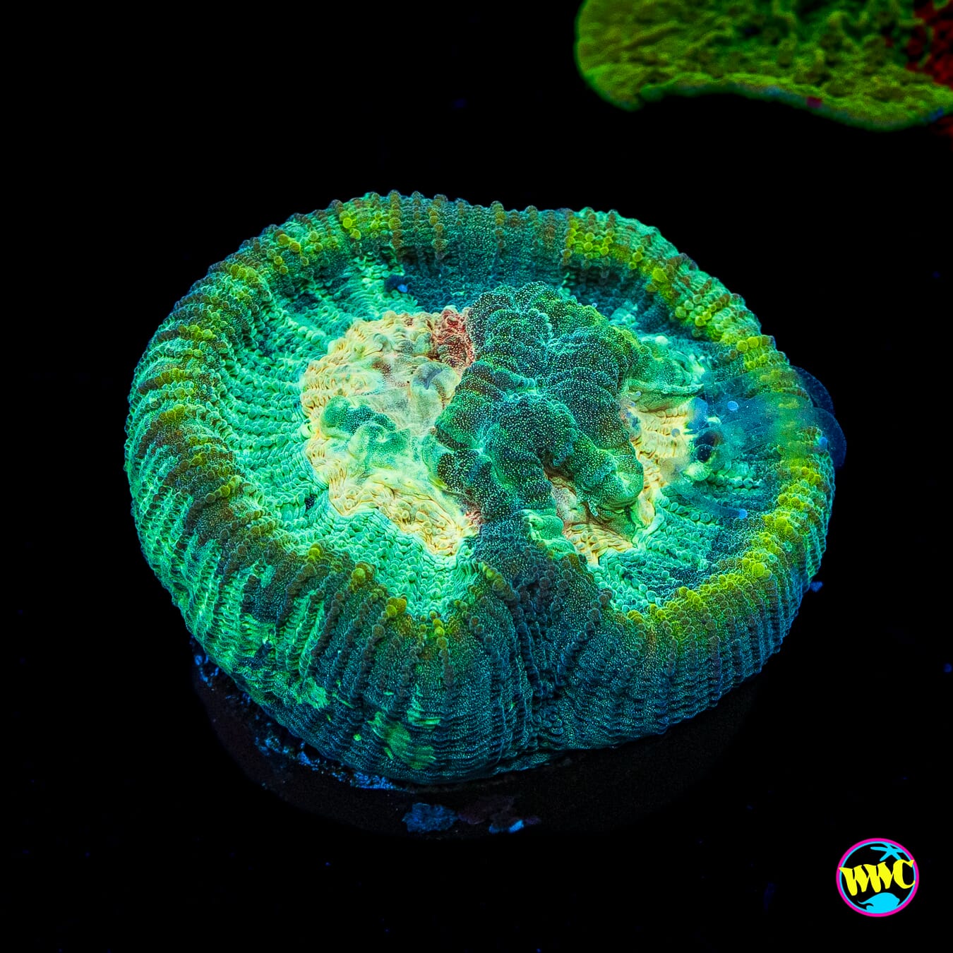 WWC Sunny Side Favia