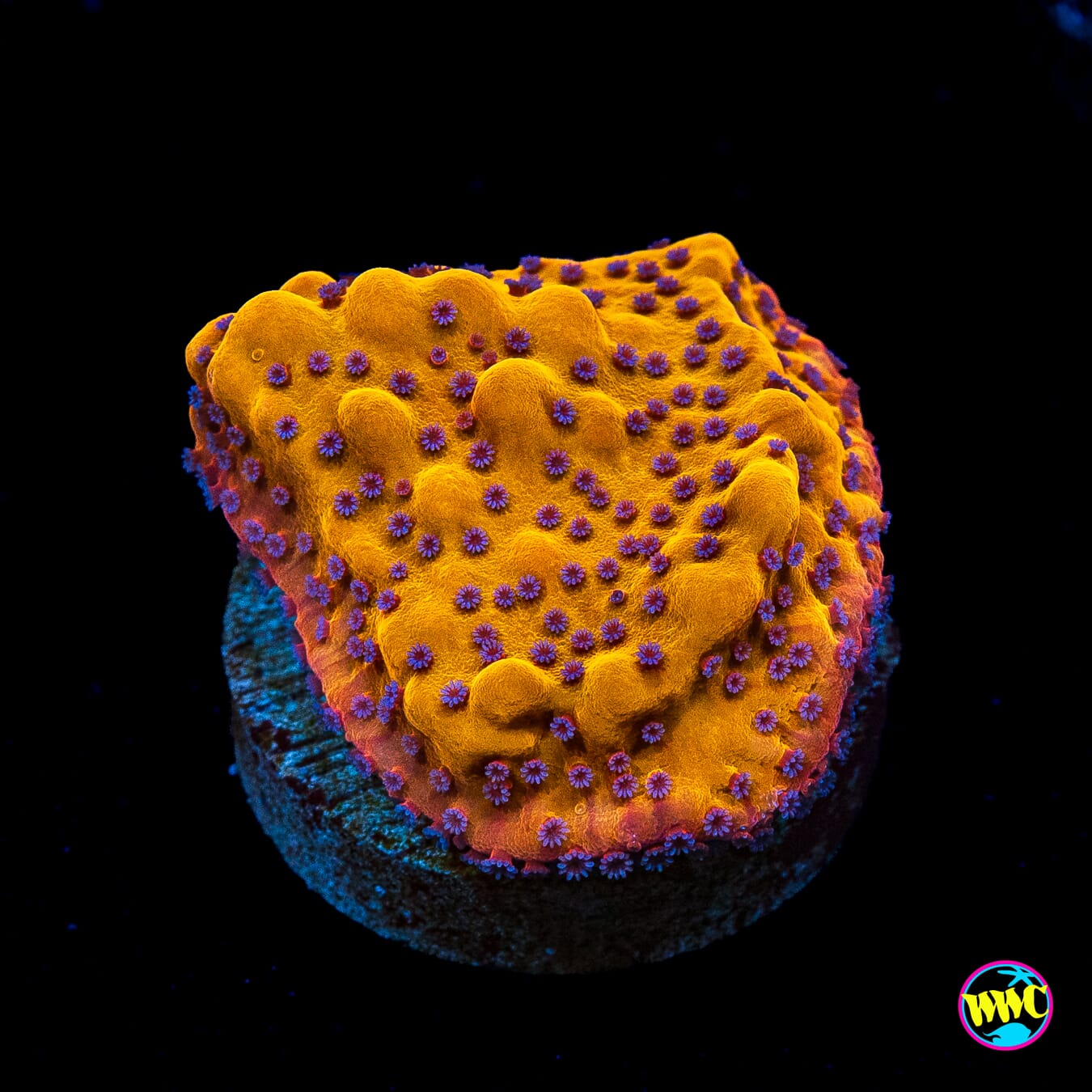 WWC Quicksand Montipora
