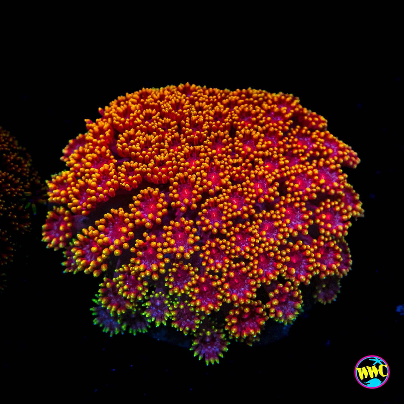 WWC Mai Tai Micro Goniopora