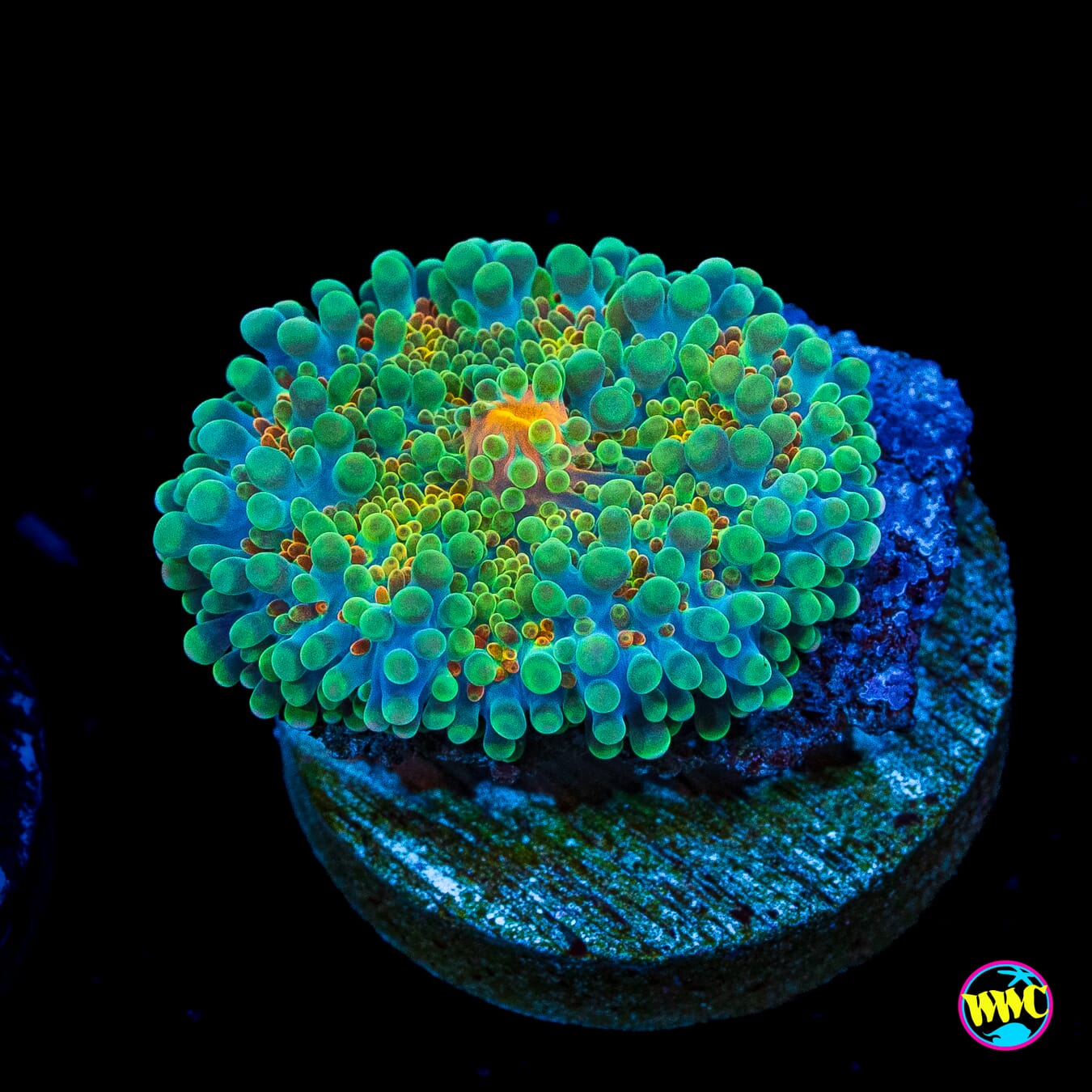Tropical Sunrise Yuma Mushroom