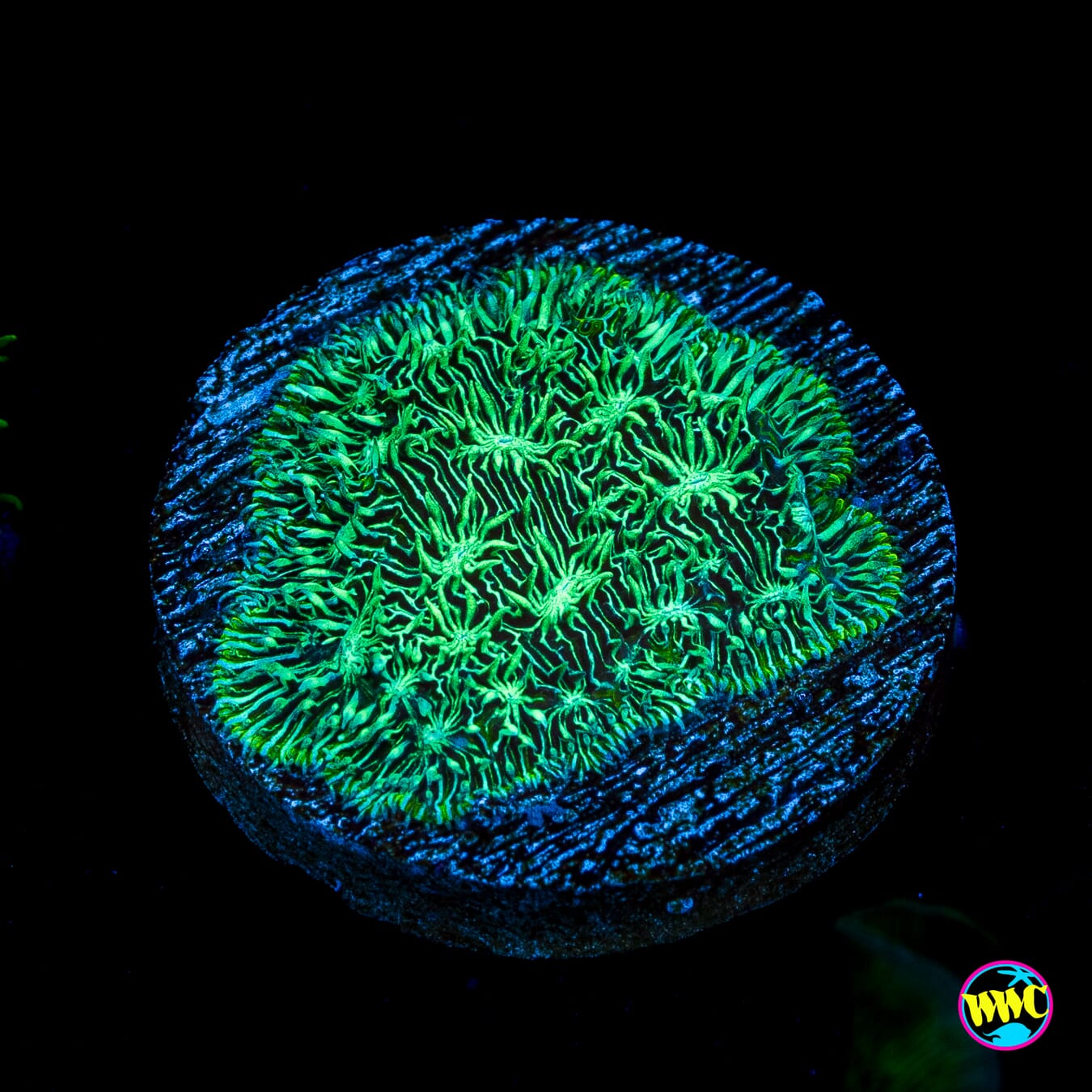 WWC Silverleaf Pavona