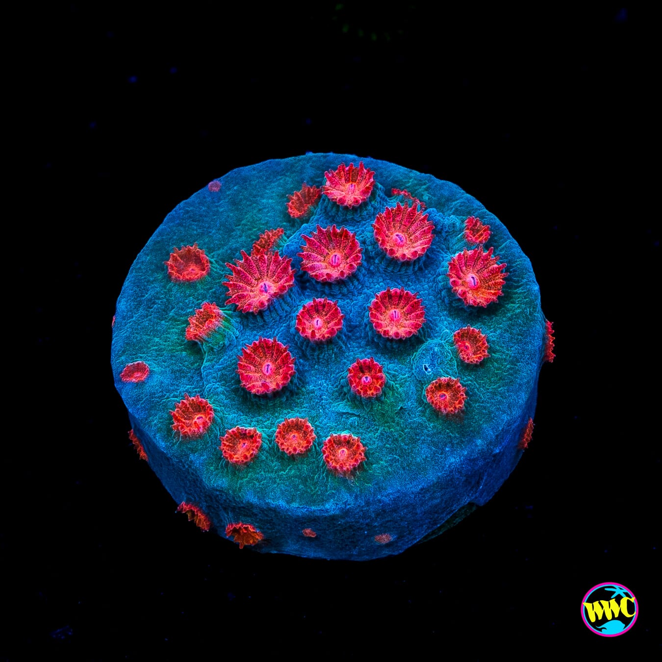WWC Meteor Shower Cyphastrea