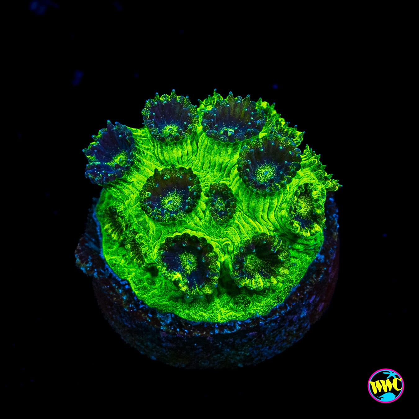 WWC Mint Chip Plesiastrea