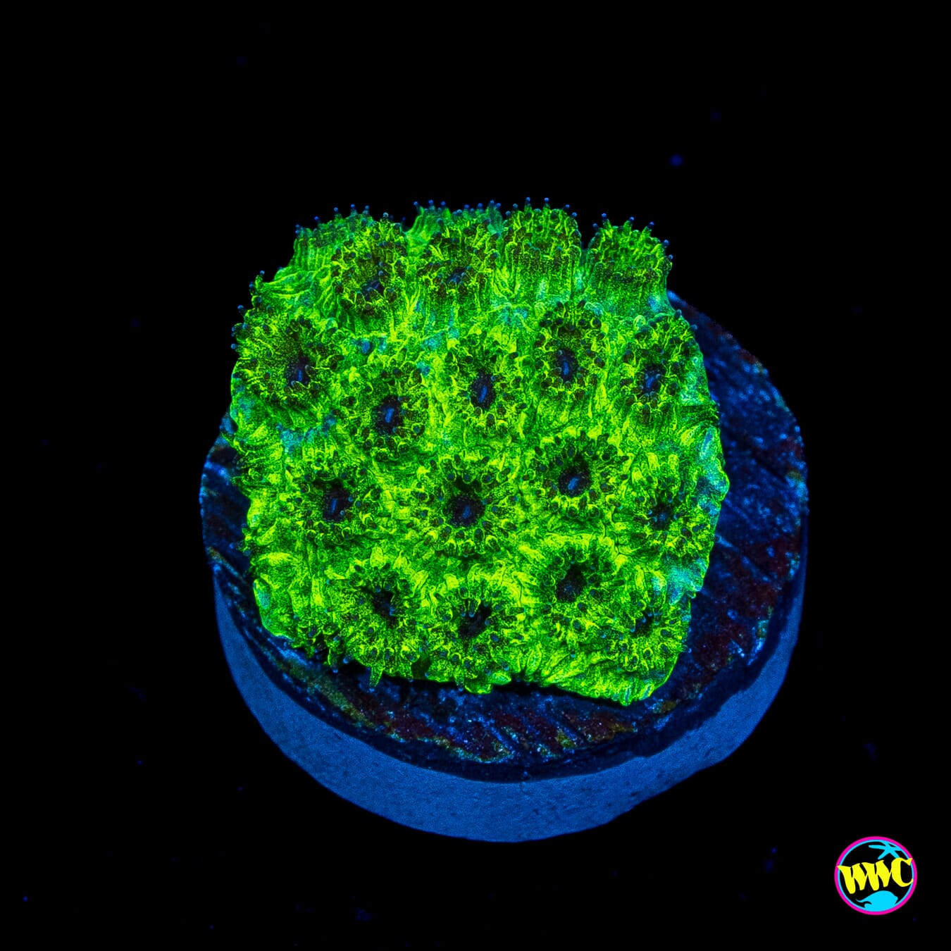 Neon Plesiastrea