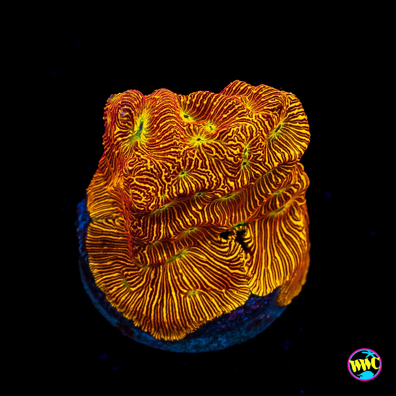 Jason Fox Lethal Leptoseris