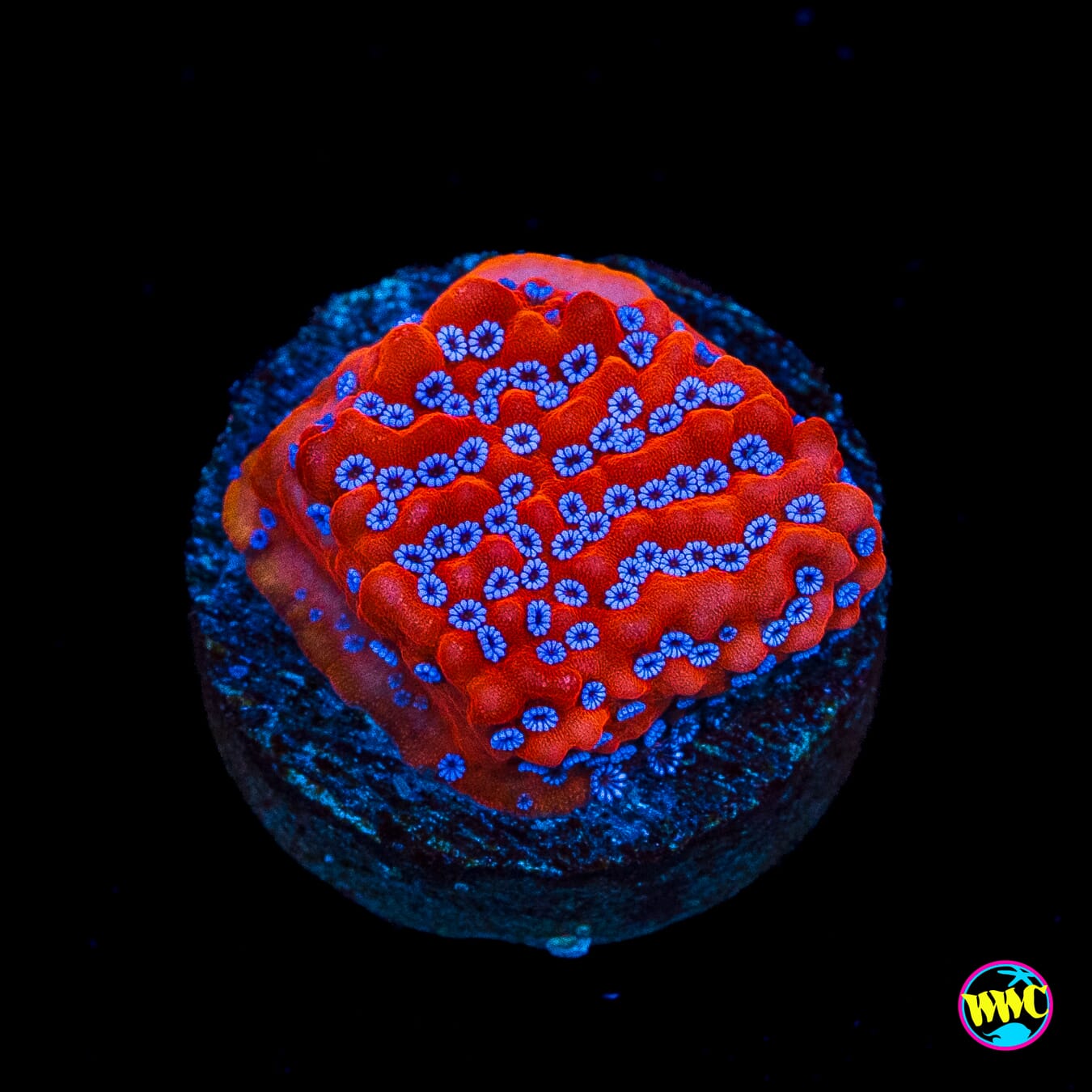 WWC Frost Mage Montipora