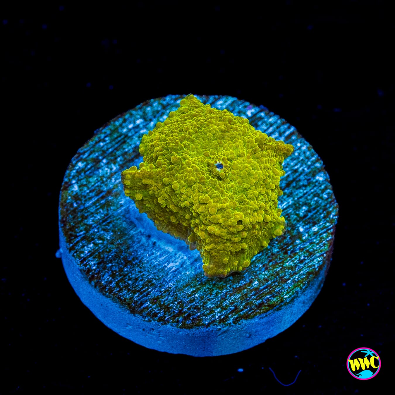Lemon Lime Disco Mushroom